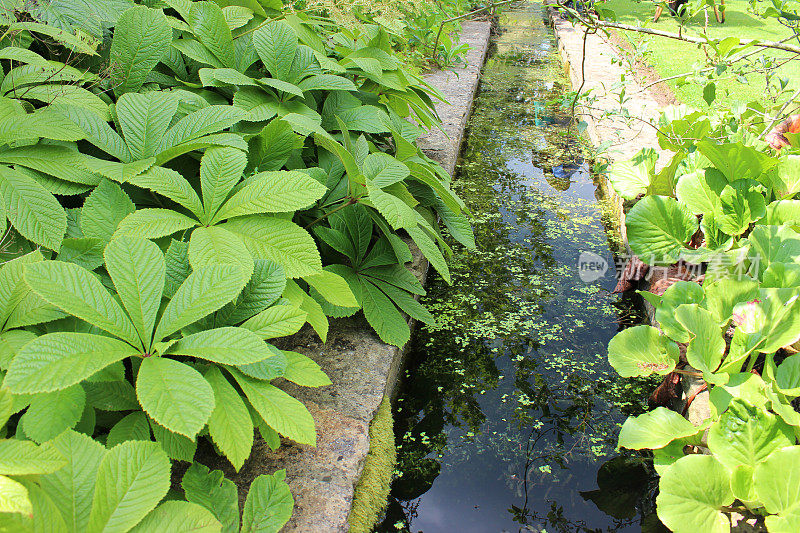 小人工溪流通向瀑布/池塘，水花园的形象